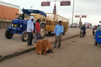 निगम क्षेत्र में घूमने वाले मवेशियों की हुई धरपकड़, भिलाई निगम ने चलाया आवारा पशुओ को पकड़ने रोका छेका अभियान, नेशनल हाईवे सहित मुख्य सड़कों से पकड़े गए आवारा पशु...