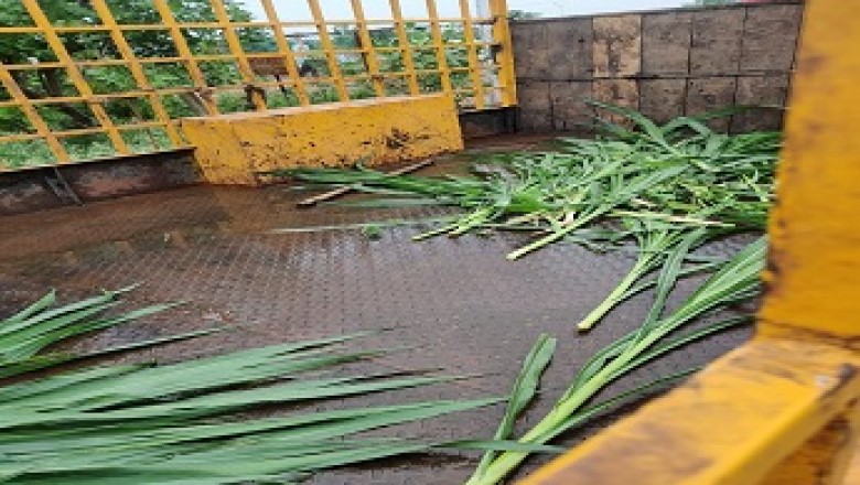 गौठान में पशुओं के लिए हरा चारा करें दान...