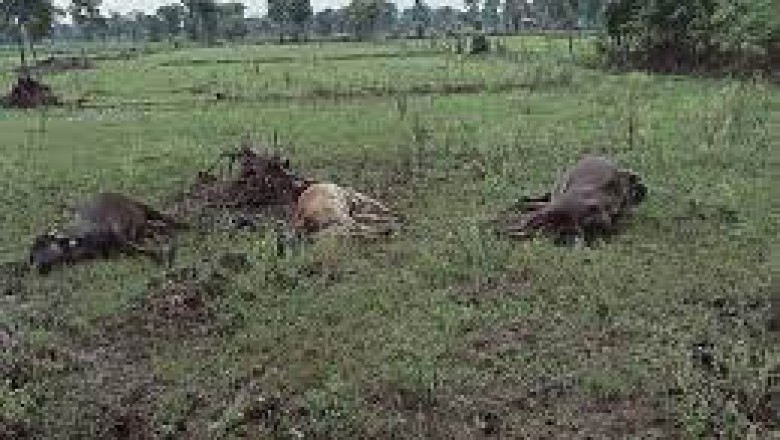खेत में फैला करंट, 6 मवेशियों की मौत :तूफान से टूटकर गिर गए थे बिजली के तार...लाइन नहीं किया गया था डिस्कनेक्ट...