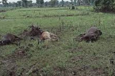 खेत में फैला करंट, 6 मवेशियों की मौत :तूफान से टूटकर गिर गए थे बिजली के तार...लाइन नहीं किया गया था डिस्कनेक्ट...