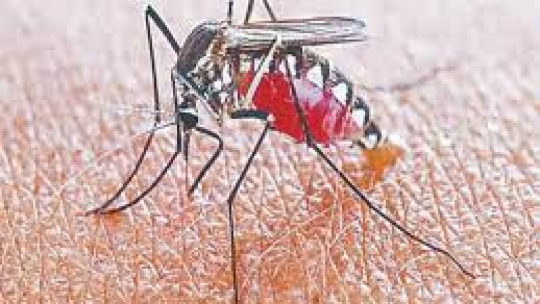 सेक्टर-2 में बढ़ा डेंगू का कहर: अब तक 26 मरीज मिल चुके...सेक्टर-9 अस्पताल में ​किया जा रहा इलाज...