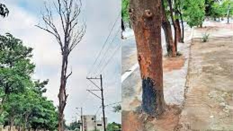पेड़ों की परवाह नहीं : सीसी रोड तने से सटाकर बना रहे, पानी जाने का रास्ता बंद...सूख कर गिर रहे....