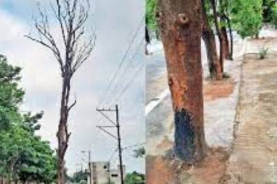 पेड़ों की परवाह नहीं : सीसी रोड तने से सटाकर बना रहे, पानी जाने का रास्ता बंद...सूख कर गिर रहे....