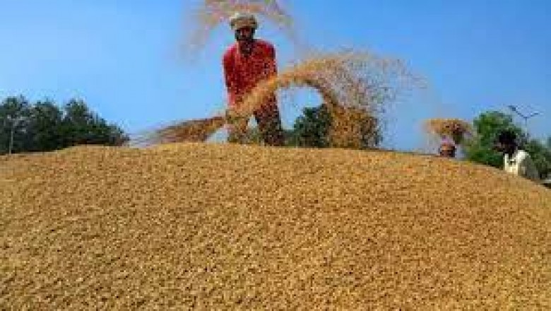 1 नवंबर से होगी धान खरीदी: 125 लाख मीट्रिक टन धान खरीदने का लक्ष्य....