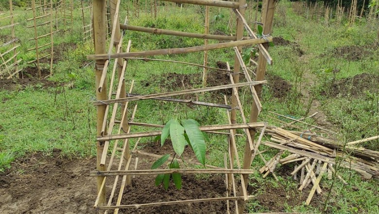 ग्राम पंचायत मुर्रा में अतिक्रमण मुक्तकर लगाया जा रहा है  5000 फलदार पेड़....