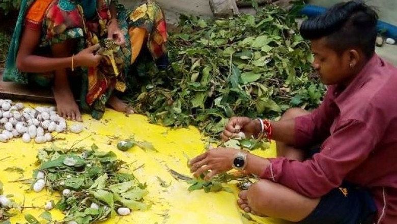 रेशम से जुड़कर आर्थिक स्थिति हुई मजबूत :खेती किसानी के साथ हो रही अतिरिक्त आय...कोसा कीटपालन बना जीवन यापन का प्रमुख साधन...