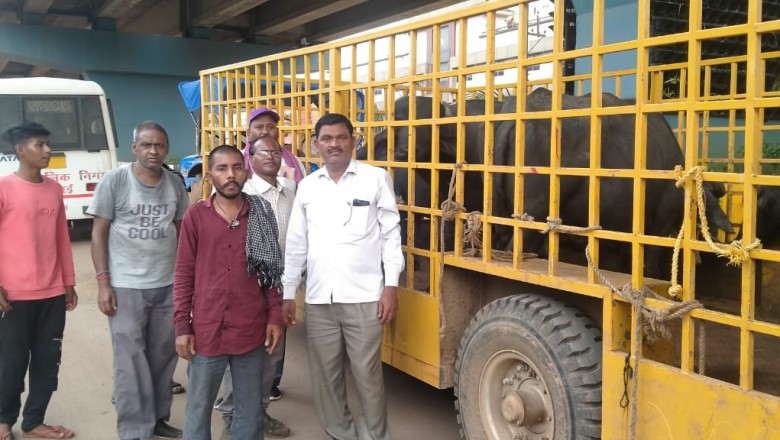 सड़क दुर्घटना रोकने मवेशियों का घड़पकड़ अभियान: रोका छेका संकल्प अभियान के तहत की जा रही है कार्यवाही....