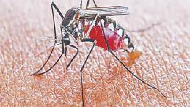 डेंगू की रोकथाम के लिए भिलाई में 2449 घरों का किया गया सर्वे....