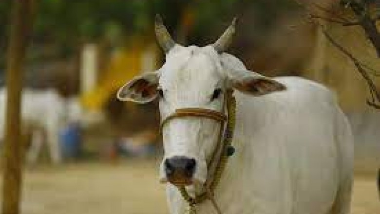 ग्राम परसबोड़ में तीन पशु की मृत्यु बारीश में भीगने एवं हाइपोथर्मिया के कारण हुई....