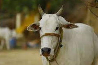 ग्राम परसबोड़ में तीन पशु की मृत्यु बारीश में भीगने एवं हाइपोथर्मिया के कारण हुई....