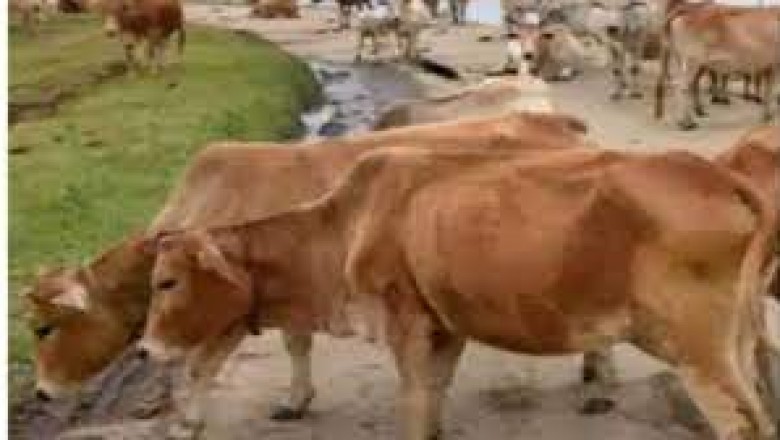छत्तीसगढ़ की इकलौती रजिस्टर्ड गाय.....पालन में विभाग भी देता है सहयोग….