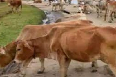 छत्तीसगढ़ की इकलौती रजिस्टर्ड गाय.....पालन में विभाग भी देता है सहयोग….
