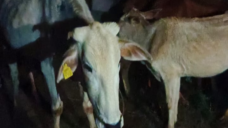 विश्व हिंदू परिषद बजरंग दल के टीम ने जान जोखिम में डालकर गौ माता को कत्ल खाने ले जानें से बचाया