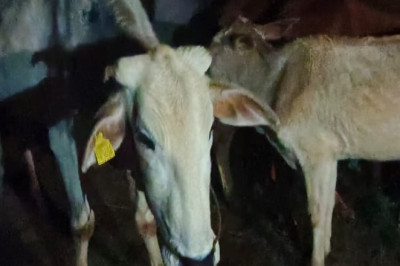 विश्व हिंदू परिषद बजरंग दल के टीम ने जान जोखिम में डालकर गौ माता को कत्ल खाने ले जानें से बचाया