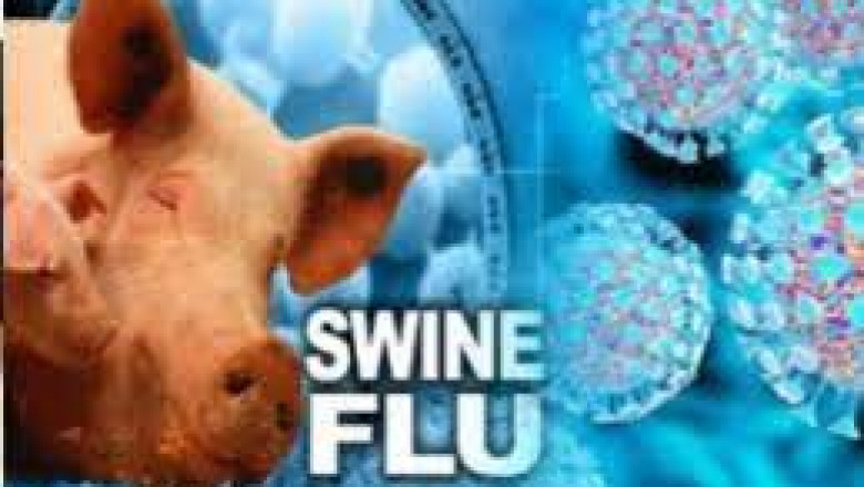 इंसानों में फिर मिला Swine Flu का वायरस, WHO ने जारी किया एलर्ट