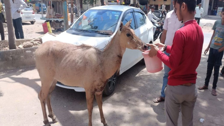 डर के बीच लोगों ने दिखाई इंसानियत, बाजार में आई नीलगाय
