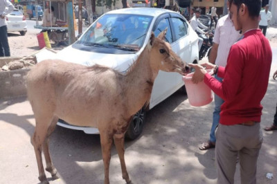 डर के बीच लोगों ने दिखाई इंसानियत, बाजार में आई नीलगाय