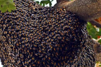 मतदान केंद्र परिसर में लगे मधुमक्खी के छत्ते हटाने के निर्देश