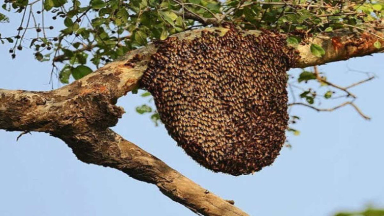 मधुमक्खियों ने श्रद्धालुओं पर किया हमला: 15 लोग घायल, सभी अस्पताल में भर्ती