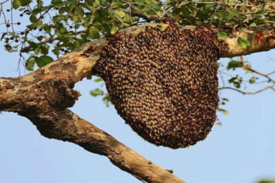 मधुमक्खियों ने श्रद्धालुओं पर किया हमला: 15 लोग घायल, सभी अस्पताल में भर्ती