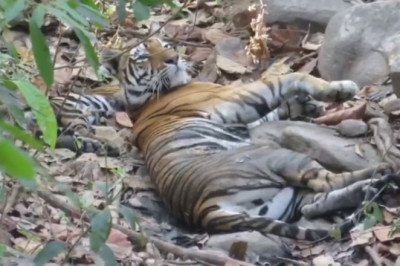 पर्यटक हुए रोमांचित ,बाघिन नीलिमा के साथ अठखेलियां करते नजर आए नन्हे शावक....