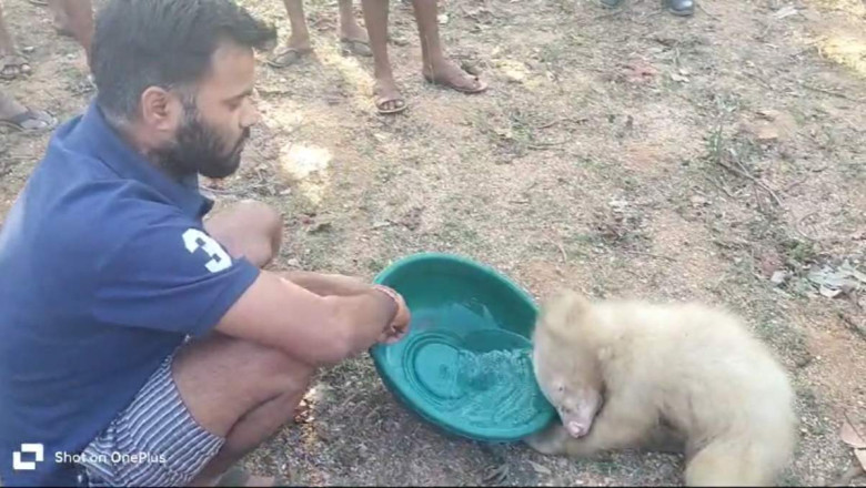 हालत सुस्त देख ग्रामीणों ने पिलाया पानी,गांव में पहुंचा भालू का सफेद बच्चा.....