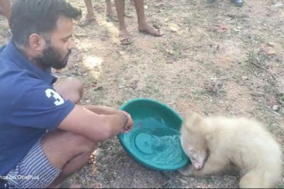 हालत सुस्त देख ग्रामीणों ने पिलाया पानी,गांव में पहुंचा भालू का सफेद बच्चा.....