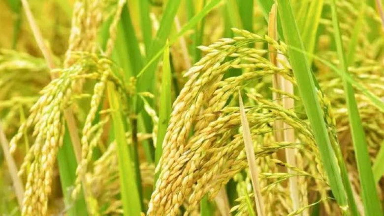 राष्ट्रीय बीज निगम किसानों की सुविधा के लिए ऑनलाइन धान की उन्नत किस्म उपलब्ध कराएगी ...