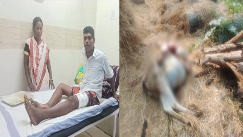 छत्तीसगढ़ के इलाके में दहशत,तेंदुए ने ग्रामीण पर किया हमला तो इधर मवेशियों को बनाया शिकार...