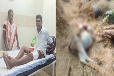 छत्तीसगढ़ के इलाके में दहशत,तेंदुए ने ग्रामीण पर किया हमला तो इधर मवेशियों को बनाया शिकार...