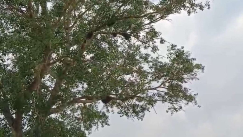 मधुमक्खियों ने किया हमला मतदाताओं पर, 5 लोग घायल, 2 गंभीर...