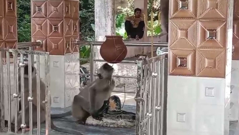 नौतपा का असर जानवरों पर भी, शिवलिंग की जलहरी से बंदर ने बुझाई प्यास...
