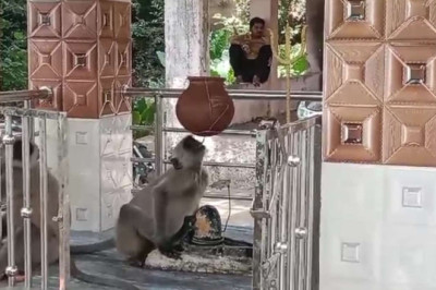 नौतपा का असर जानवरों पर भी, शिवलिंग की जलहरी से बंदर ने बुझाई प्यास...