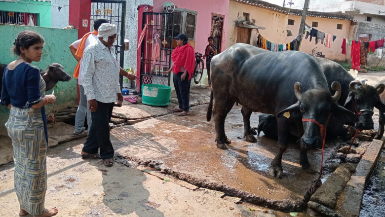 गंदगी फैला रहे भैंस खटालों पर की गई कार्रवाई,
