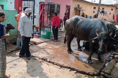 गंदगी फैला रहे भैंस खटालों पर की गई कार्रवाई,