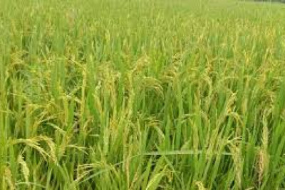 रबी वर्ष 2023-24 में प्रधानमंत्री फसल बीमा योजना अंतर्गत कृषकों को क्षति का दावा भुगतान