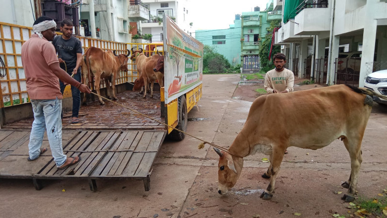 मवेशियों की धर-पकड अभियान- आज पकडे 6 मवेशी, कल पकडे थे 9...