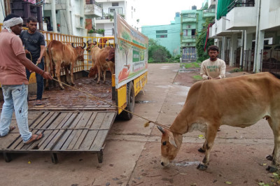 मवेशियों की धर-पकड अभियान- आज पकडे 6 मवेशी, कल पकडे थे 9...