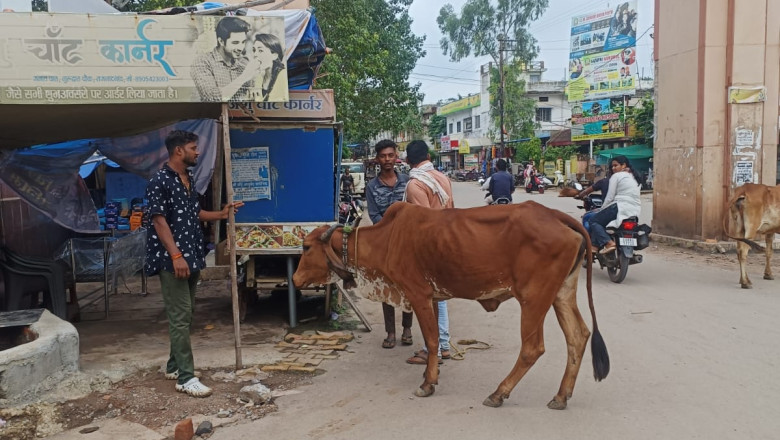 नगर निगम का मवेशी धर-पकड अभियान, आज पकडे 28 मवेशी, दो दिनों में पकडे 40 मवेशी