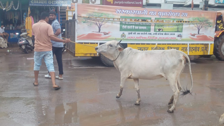 नगर निगम का मवेशी धर-पकड अभियान, आज पकडे 16 मवेशी