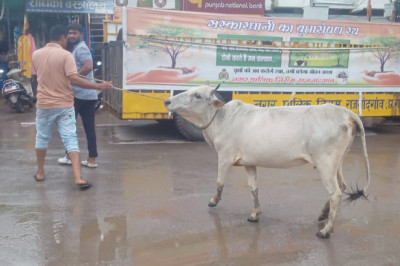 नगर निगम का मवेशी धर-पकड अभियान, आज पकडे 16 मवेशी