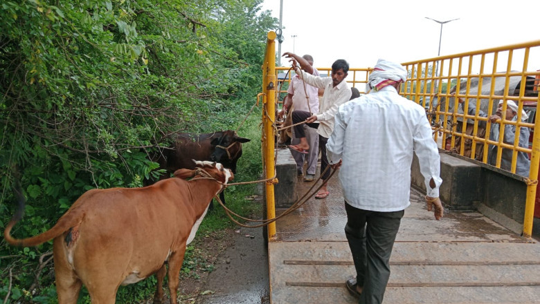 रेडियम स्टीकर लगाया जा रहा आवारा घूम रहे पशुओ पर निगम भिलाई...
