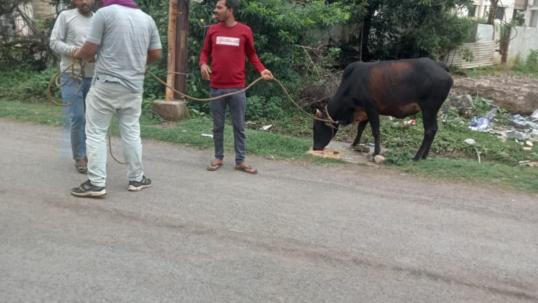 दुर्घटना से बचाने पहल : सड़कों पर बढ़ाई चौकसी, मवेशी दिखते ही पहुंच रही टीम...