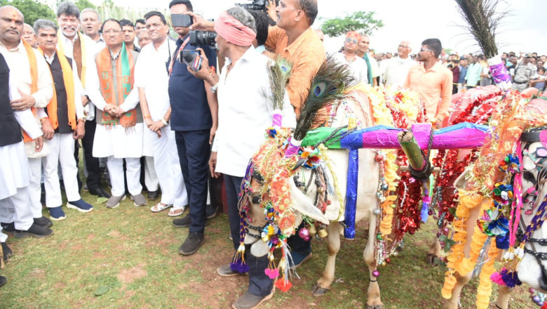मड़ियापार पोला महोत्सव में शामिल हुए मुख्यमंत्री साय - बैल दौड़ को हरी झण्डी दिखाकर कार्यक्रम का किया शुभारंभ