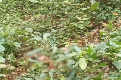 सिर कटी लाश मिली जंगल में ,सनसनी फैली इलाके में...