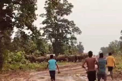 ग्रामीणों में दहशत : सैकड़ों हाथियों के झुंड ने गांव में दी दबिश...