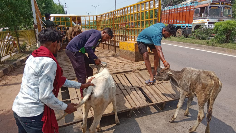 मवेशी धर-पकड अभियान में निगम की टीम ने हाईवे रोड से 8 मवेशी पकड़े  कल ग्रामीण वार्डो से पकडे 14 मवेशी...