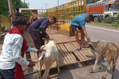 मवेशी धर-पकड अभियान में निगम की टीम ने हाईवे रोड से 8 मवेशी पकड़े  कल ग्रामीण वार्डो से पकडे 14 मवेशी...