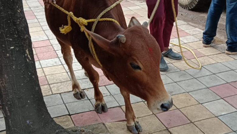 सड़क दुर्घटना को रोकने आवारा घूमन्तू पशुओ की धरपकड़ निरंतर जारी।