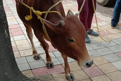 सड़क दुर्घटना को रोकने आवारा घूमन्तू पशुओ की धरपकड़ निरंतर जारी।